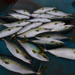 アジアマリンサービス 釣果