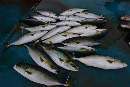 アジアマリンサービス 釣果