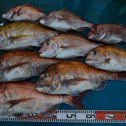 アジアマリンサービス 釣果