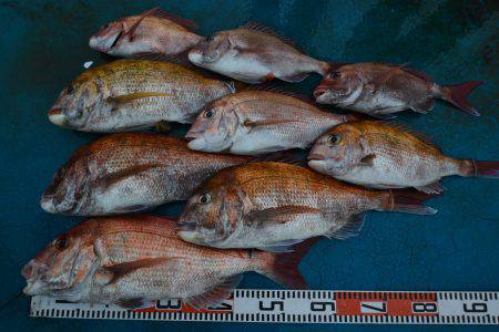 アジアマリンサービス 釣果