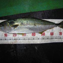 海宝丸 島根 釣果