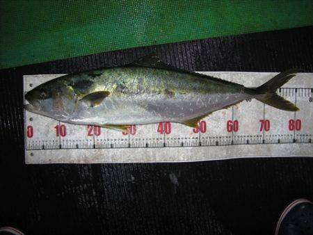 海宝丸 島根 釣果