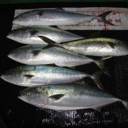 海宝丸 島根 釣果