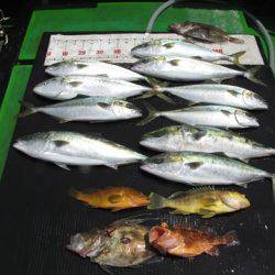 海宝丸 島根 釣果