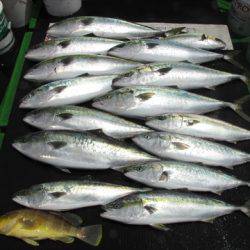海宝丸 島根 釣果
