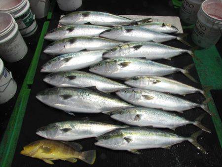 海宝丸 島根 釣果
