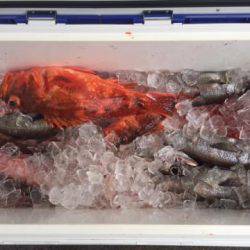 Sea Frend 片山丸 釣果