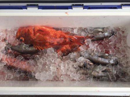 Sea Frend 片山丸 釣果