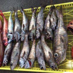 Sea Frend 片山丸 釣果