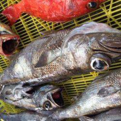 Sea Frend 片山丸 釣果