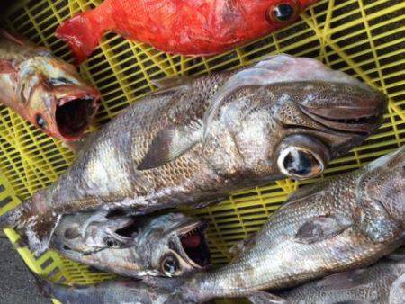 Sea Frend 片山丸 釣果