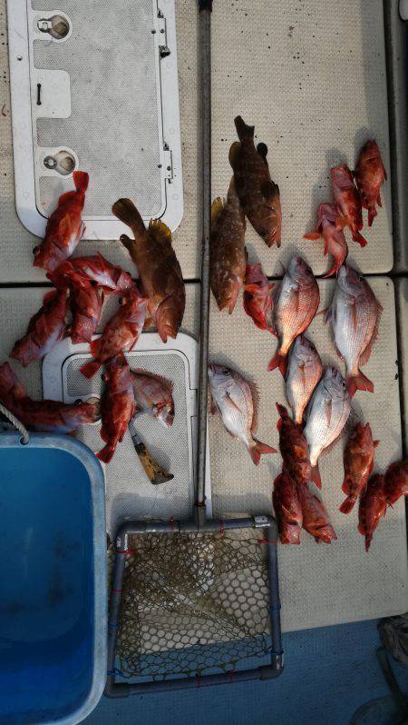 リトルワン 釣果