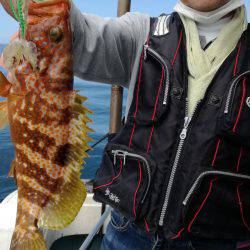 リトルワン 釣果