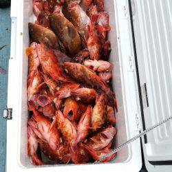 リトルワン 釣果