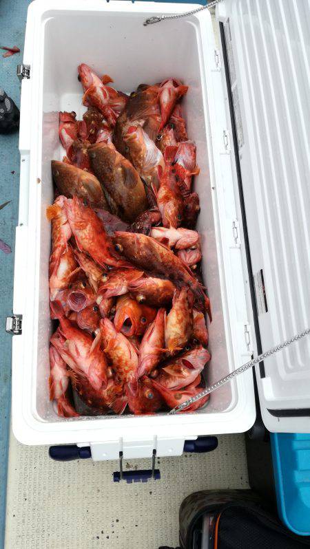 リトルワン 釣果