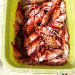 リトルワン 釣果