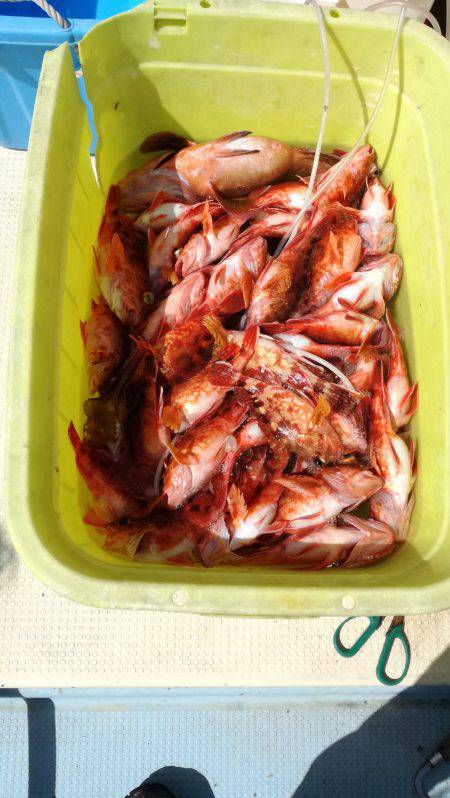 リトルワン 釣果