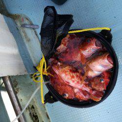 リトルワン 釣果