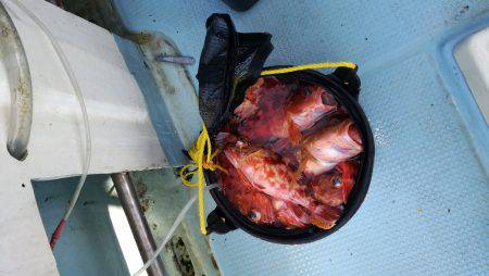 リトルワン 釣果