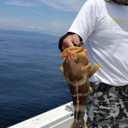 リトルワン 釣果