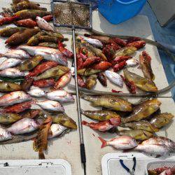 リトルワン 釣果