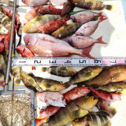 リトルワン 釣果