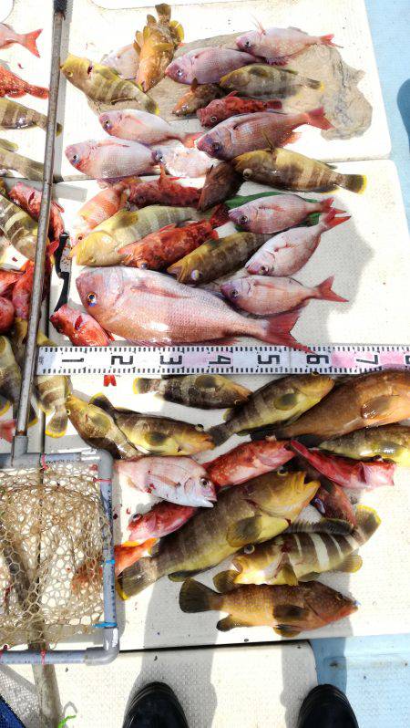 リトルワン 釣果