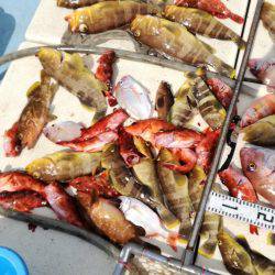 リトルワン 釣果