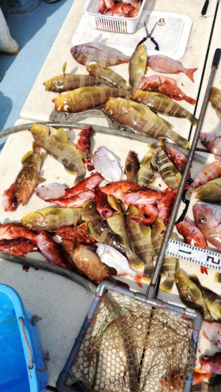 リトルワン 釣果