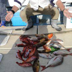 リトルワン 釣果