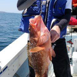 リトルワン 釣果