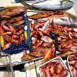 リトルワン 釣果