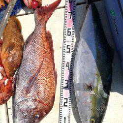 リトルワン 釣果