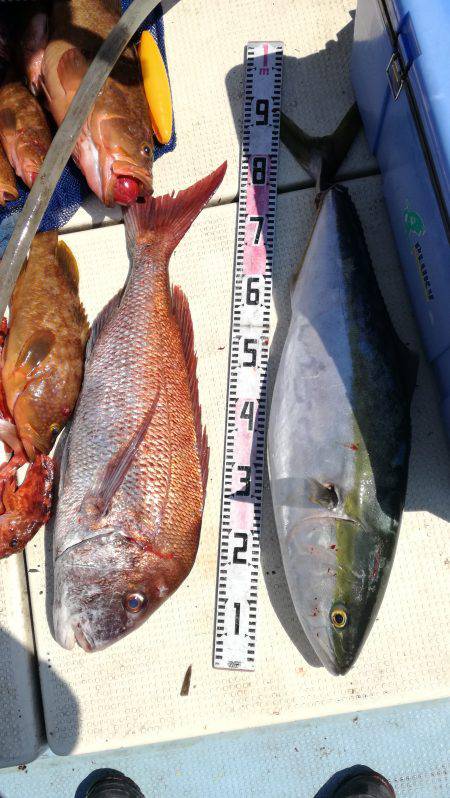 リトルワン 釣果