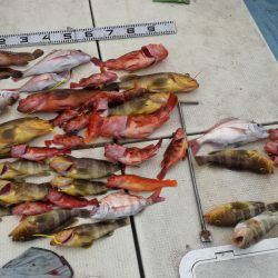 リトルワン 釣果