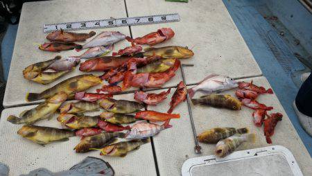 リトルワン 釣果