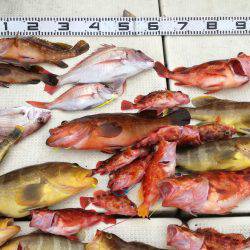 リトルワン 釣果