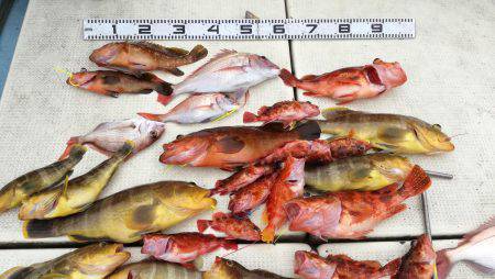 リトルワン 釣果