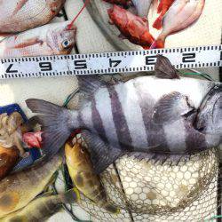 リトルワン 釣果