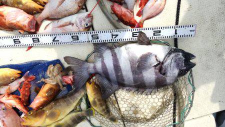 リトルワン 釣果