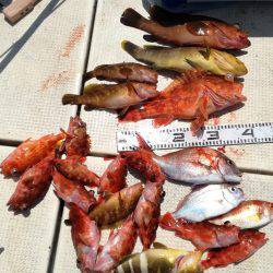 リトルワン 釣果