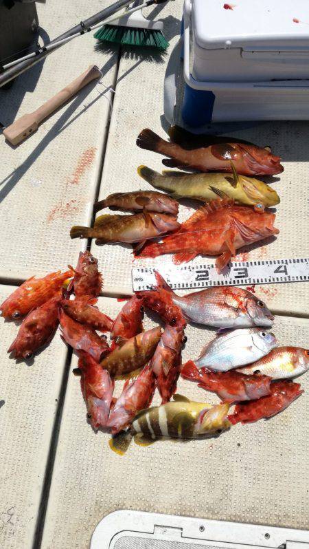 リトルワン 釣果