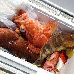 リトルワン 釣果