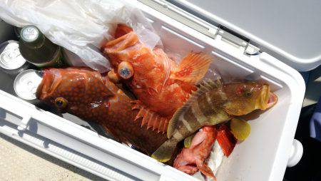 リトルワン 釣果