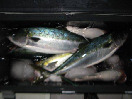 Aquanaut(アクアノート) 釣果