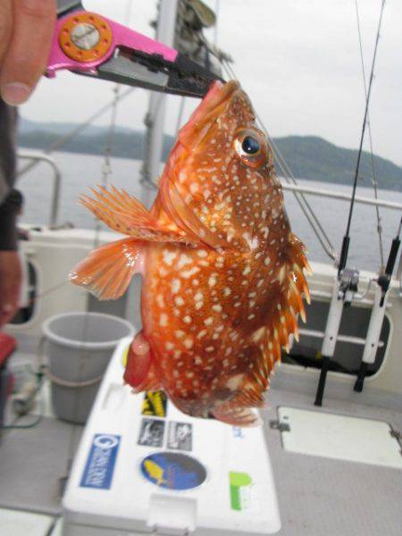 Aquanaut(アクアノート) 釣果