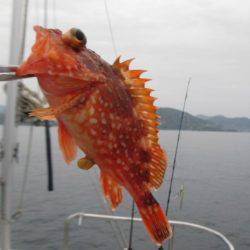 Aquanaut(アクアノート) 釣果