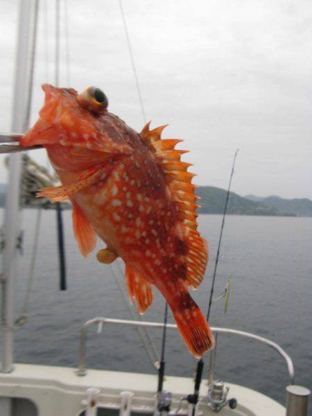 Aquanaut(アクアノート) 釣果