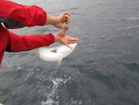 Aquanaut(アクアノート) 釣果