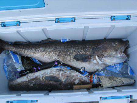 Aquanaut（アクアノート） 釣果